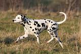 DALMATIEN 434